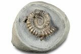 Ammonite (Androgynoceras) Fossil In Concretion - England #279469-1
